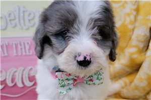 Ethan - Sheepadoodle for sale