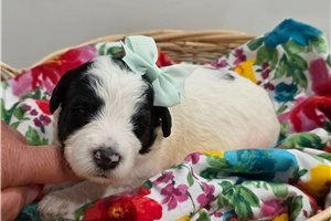 Poppi - Sheepadoodle for sale