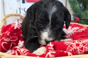 Francisco - Sheepadoodle for sale