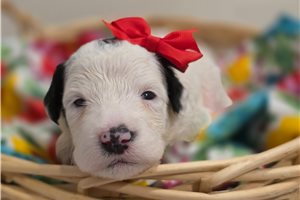Etta - Sheepadoodle for sale
