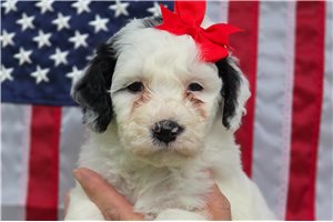 Etta - Sheepadoodle for sale