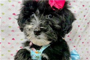 Freya - Sheepadoodle for sale