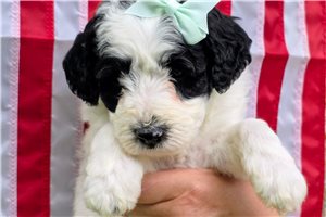 Poppi - Sheepadoodle for sale