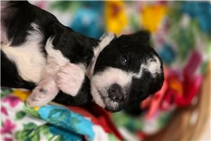Meg - Sheepadoodle for sale