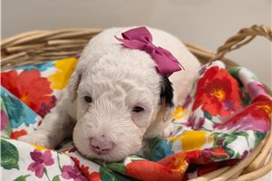 Sweetie - Sheepadoodle for sale