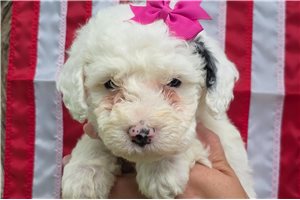 Sweetie - Sheepadoodle for sale