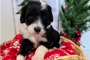 Felix - Sheepadoodle for sale
