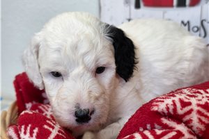 Fernando - Sheepadoodle for sale