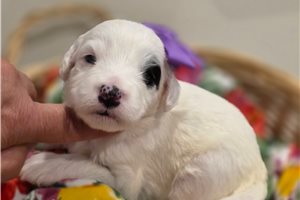 Cici - Sheepadoodle for sale