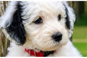 Etta - Sheepadoodle for sale