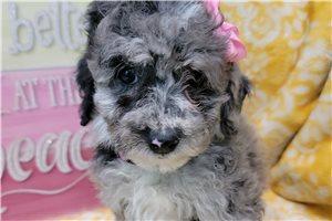 Emily - Sheepadoodle for sale