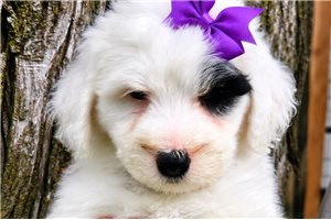Cici - Sheepadoodle for sale