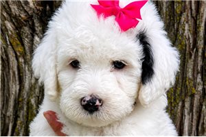 Sweetie - Sheepadoodle for sale
