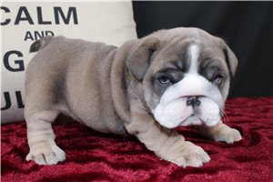 Clover - Bulldog for sale
