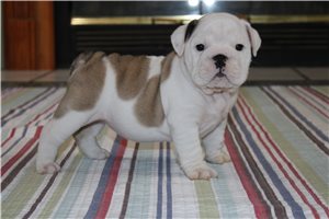 Faith - English Bulldog for sale