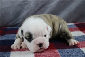 Poppy - English Bulldog for sale