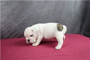 Pirate - puppy for sale