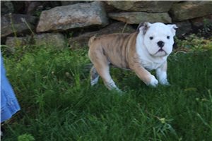 Perry - English Bulldog for sale