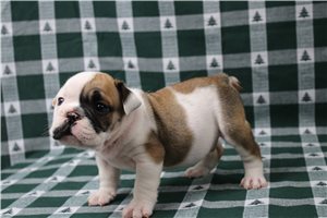 Felix - English Bulldog for sale