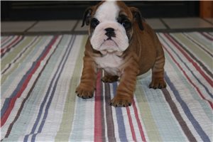 Freya - puppy for sale