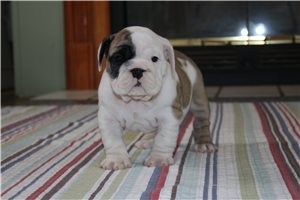 Francesca - puppy for sale