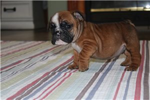 Crater - puppy for sale