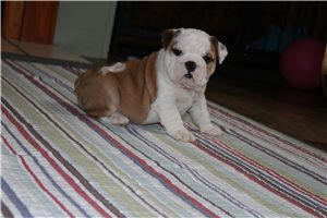 Fiona - puppy for sale