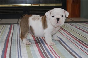 Felicity - English Bulldog for sale