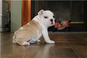 Fatima - English Bulldog for sale
