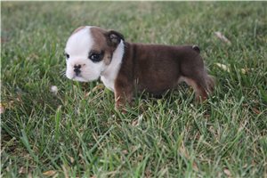 Hailey - English Bulldog for sale
