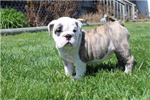 Poppy - English Bulldog for sale