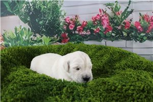 Carter - English Golden Retriever for sale