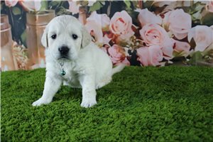 Claire - English Golden Retriever for sale