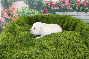 Camila - English Golden Retriever for sale