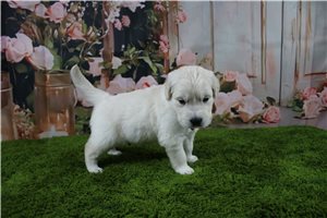Carter - English Golden Retriever for sale