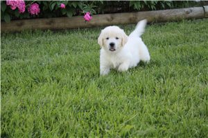 Carter - English Golden Retriever for sale