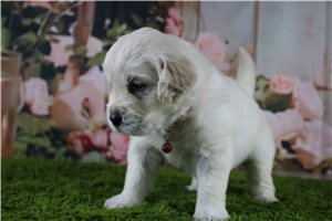 Cooper - English Golden Retriever for sale