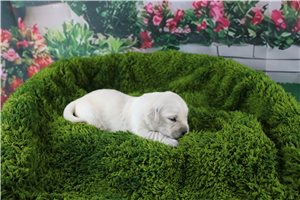 Charlotte - English Golden Retriever for sale