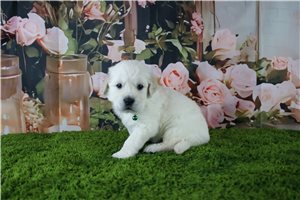 Caleb - English Golden Retriever for sale