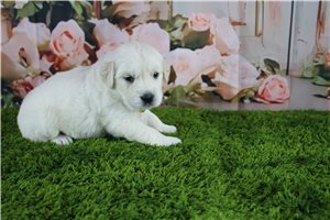 Caroline - English Golden Retriever for sale