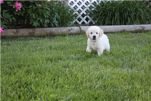 Caleb - English Golden Retriever for sale