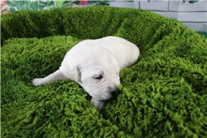 Claire - English Golden Retriever for sale