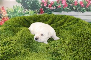 Caleb - English Golden Retriever for sale