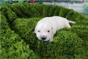 Caroline - English Golden Retriever for sale