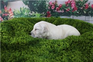 Cooper - English Golden Retriever for sale