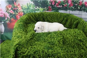 Chloe - English Golden Retriever for sale