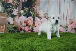 Charlotte - English Golden Retriever for sale