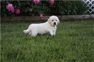 Cooper - English Golden Retriever for sale