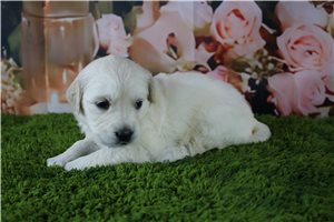 Camila - English Golden Retriever for sale