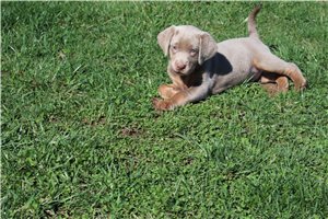 Gretal - Labrador Retriever for sale